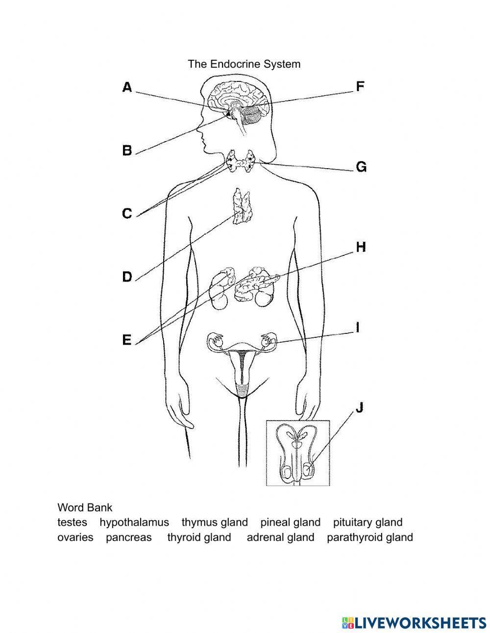 The Endocrine System Interactive Worksheet
