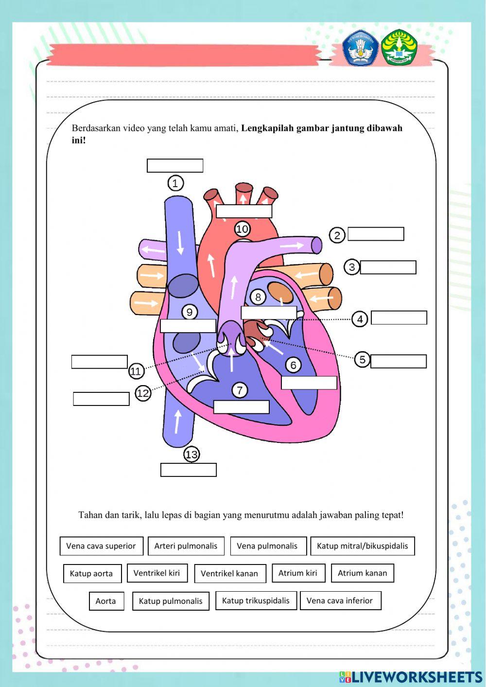 Sistem peredaran darah