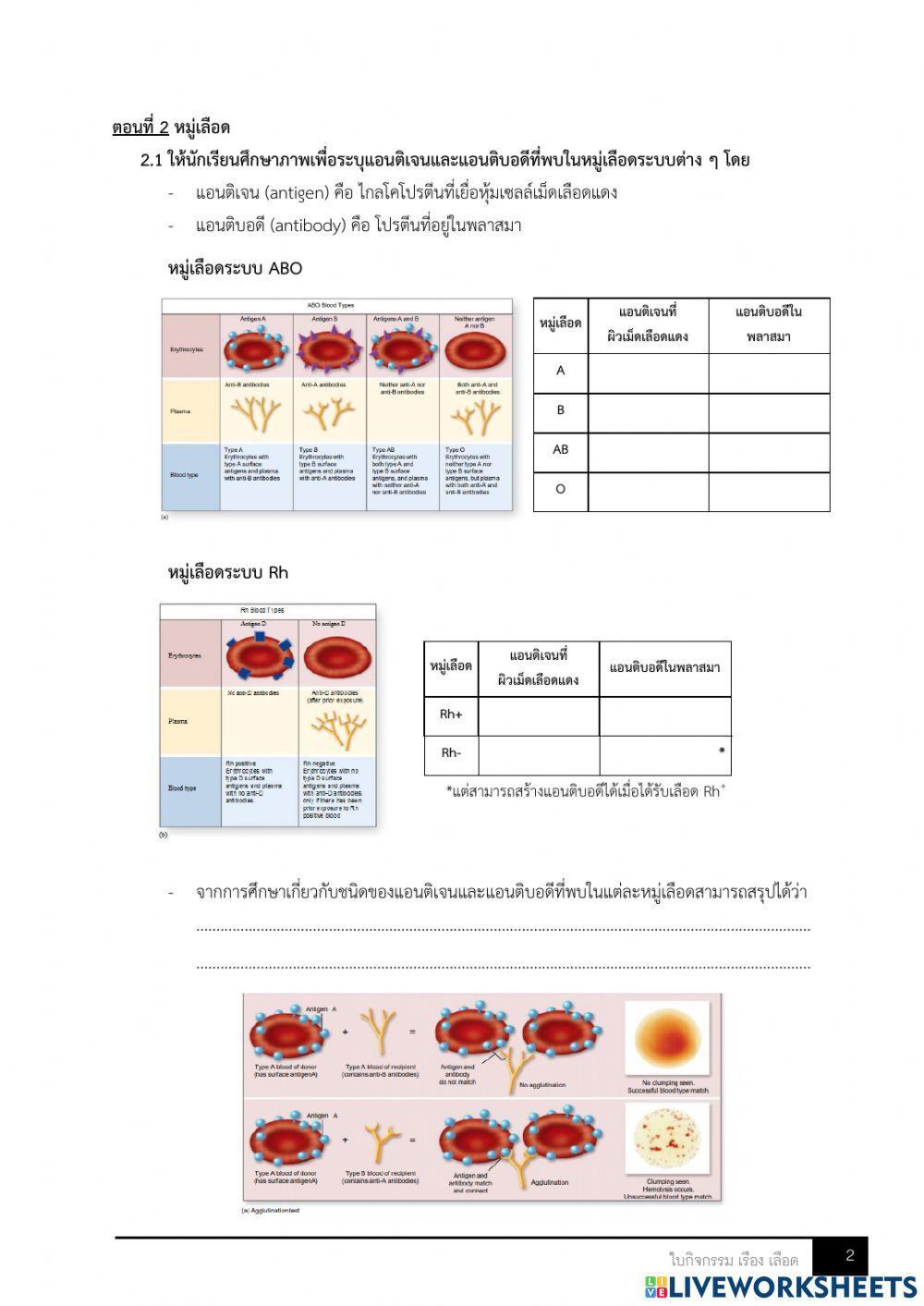 ใบกิจกรรม เลือด