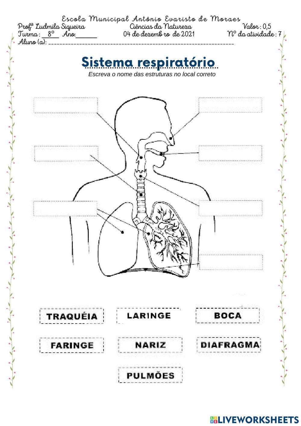 Sistema respiratório