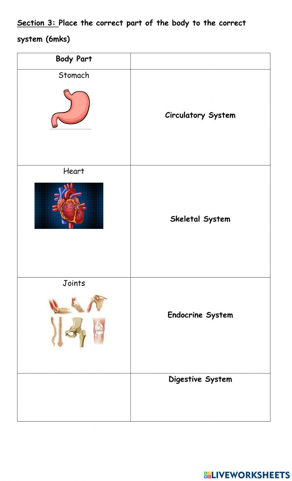 Body Systems