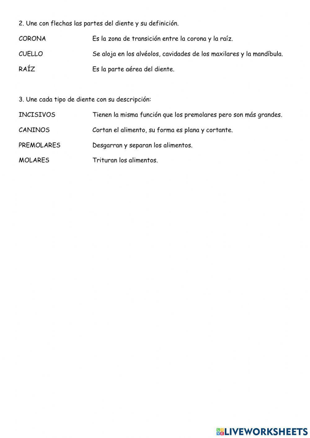 Dentición en adultos