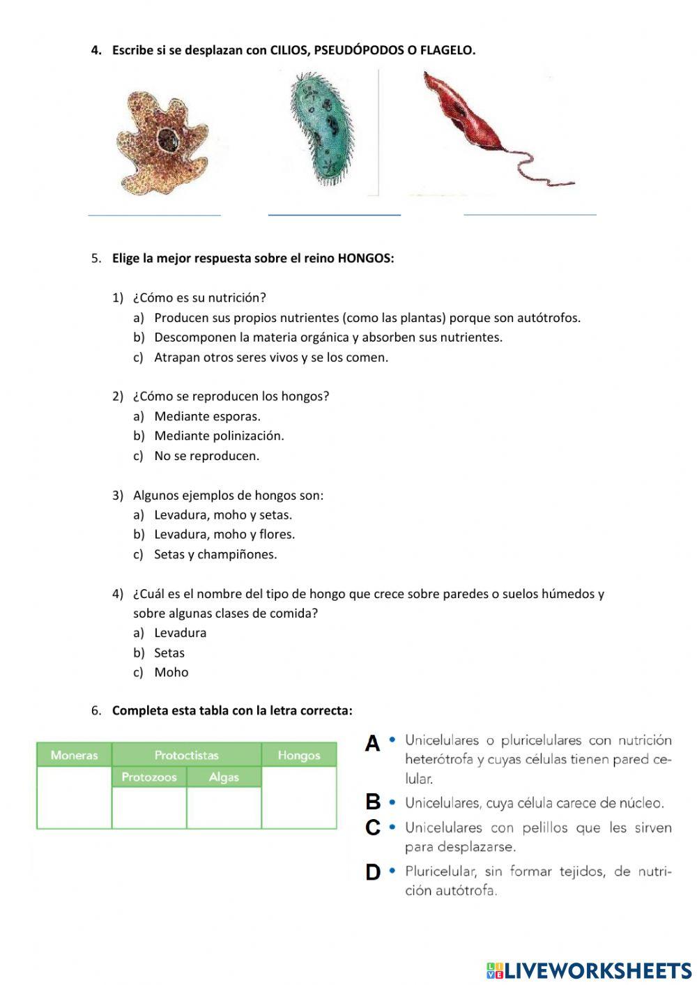 Control unidad 2 - los 4 reinos