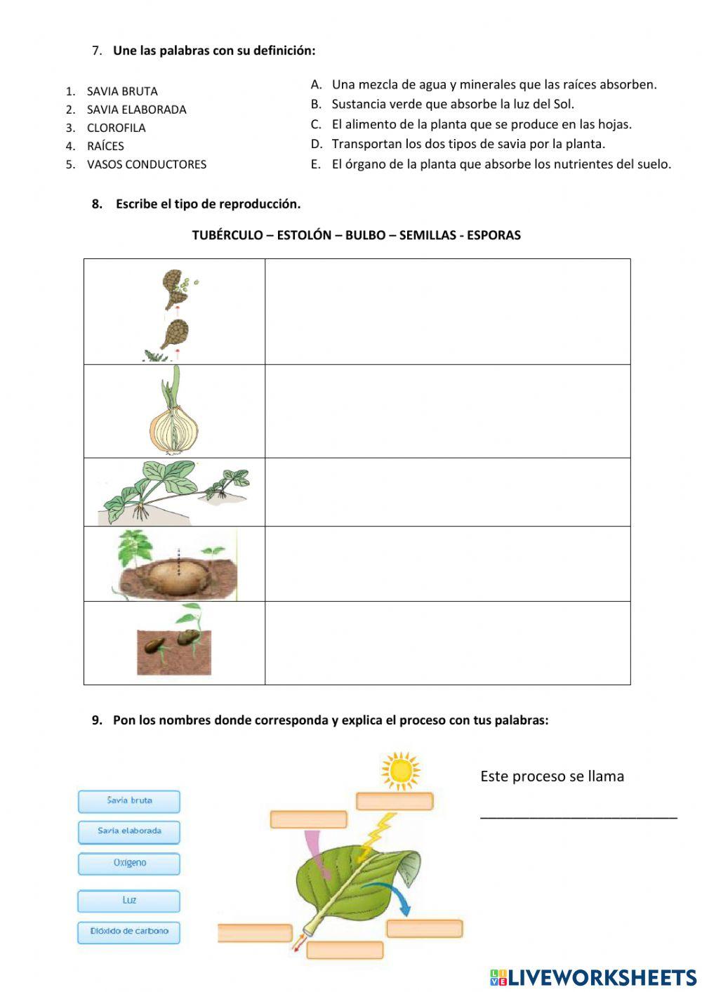 Control unidad 2 - los 4 reinos