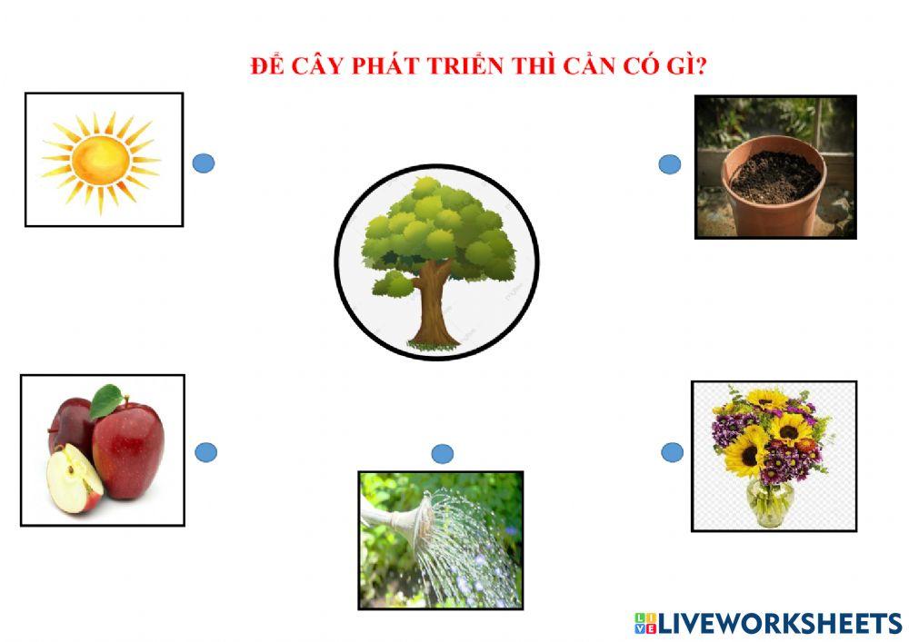 Bt vong doi cua cay online exercise for live worksheets