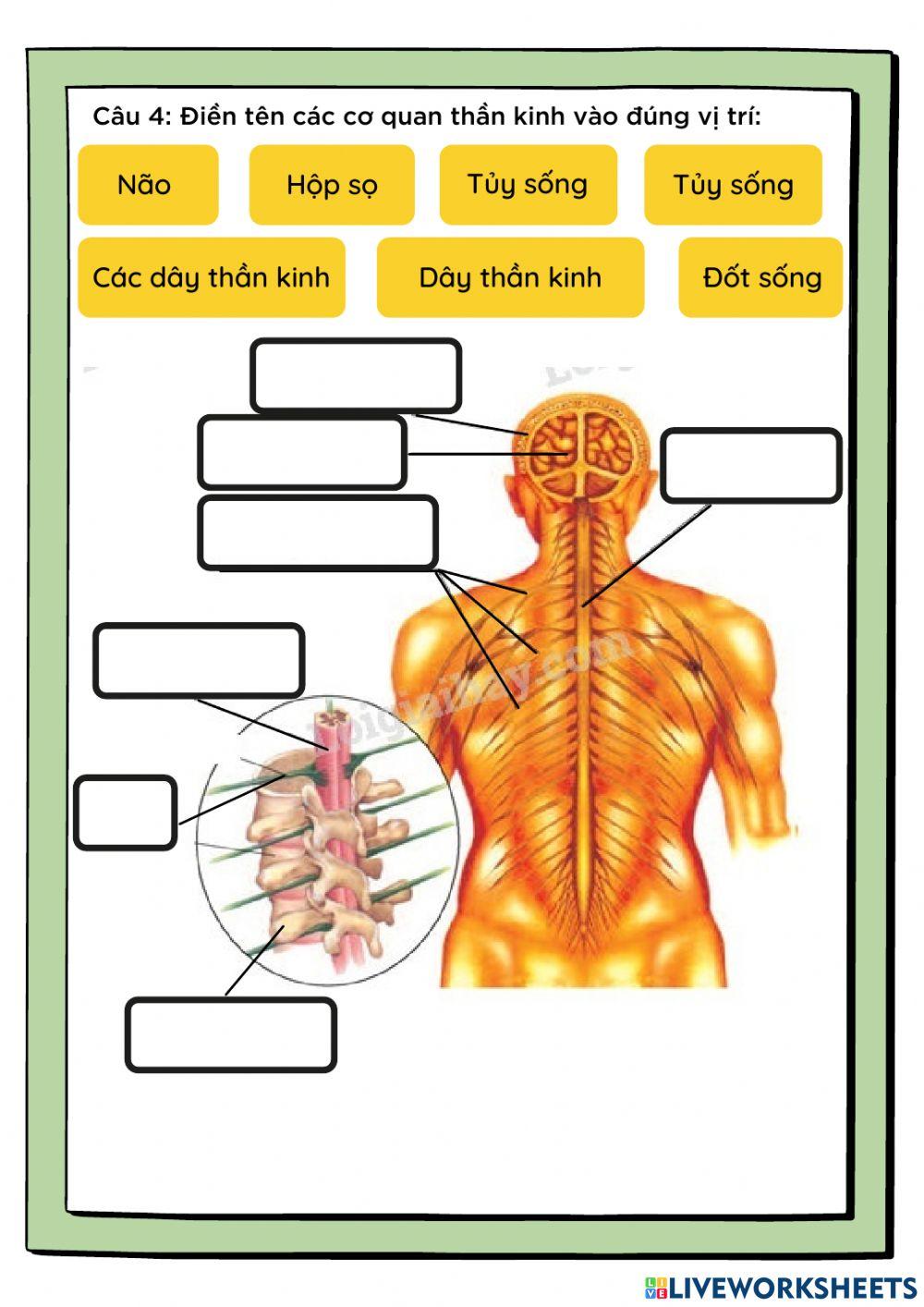 Tự nhiên xã hội 3 - HK1