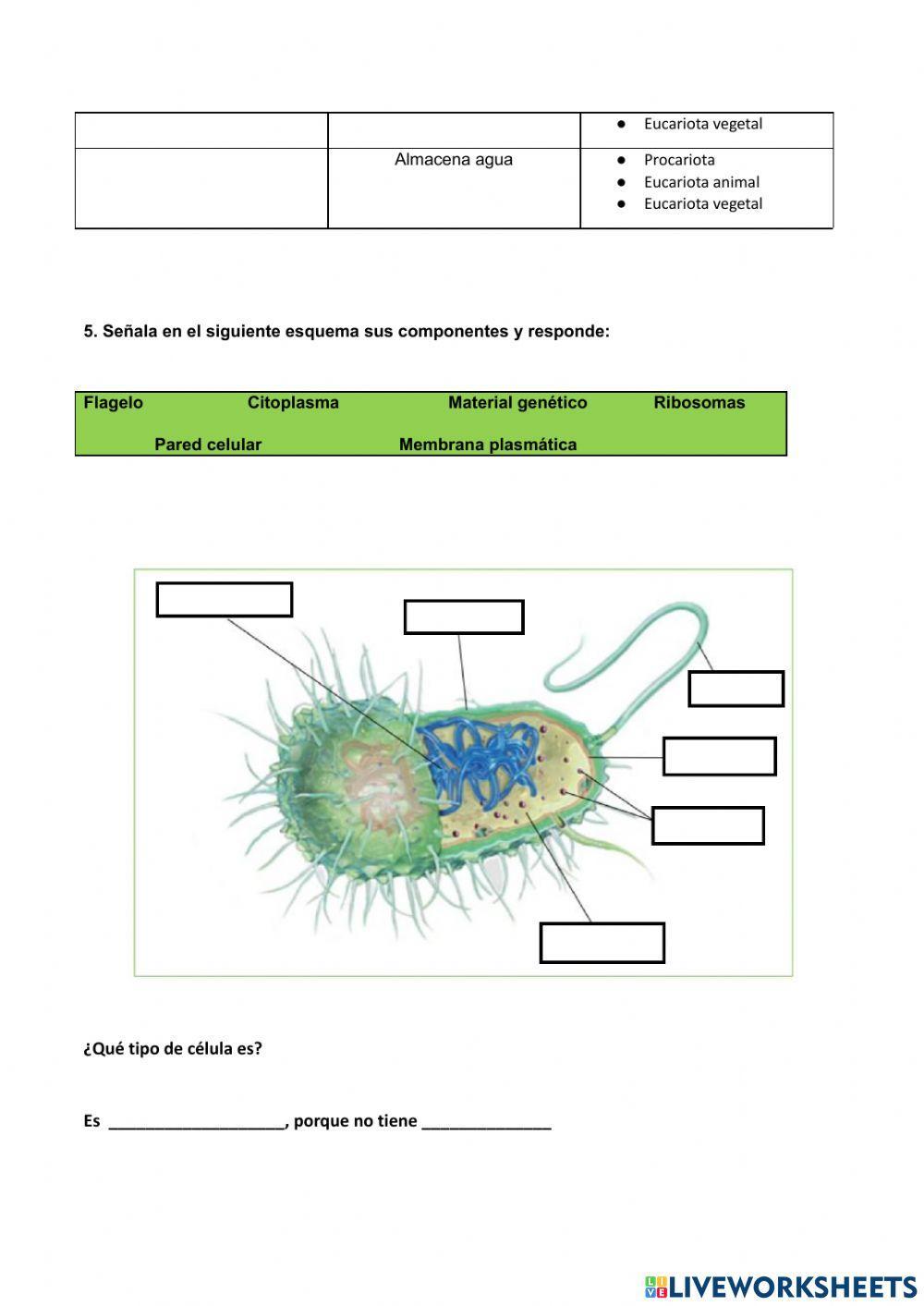 La célula y sus tipos
