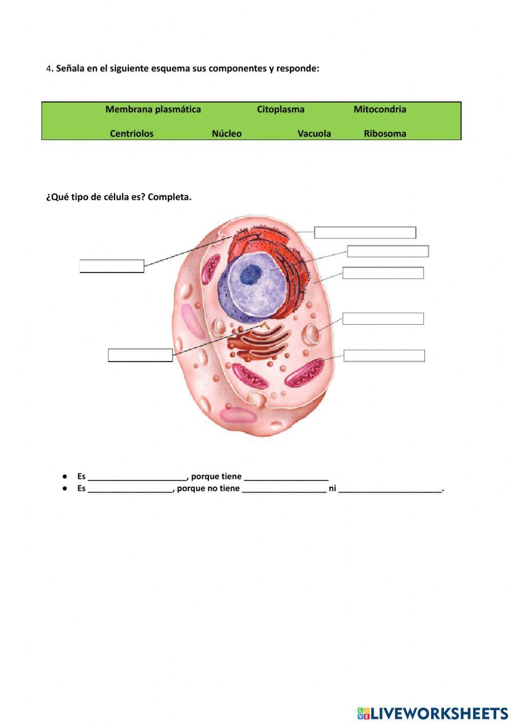 La célula eucariota