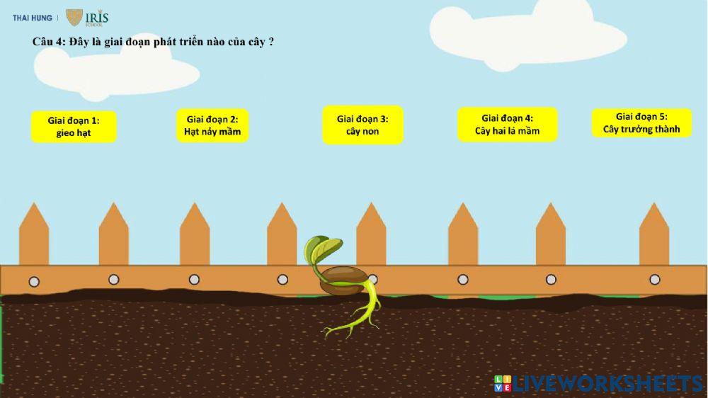 KPKH quá trình phát triển của cây từ hạt