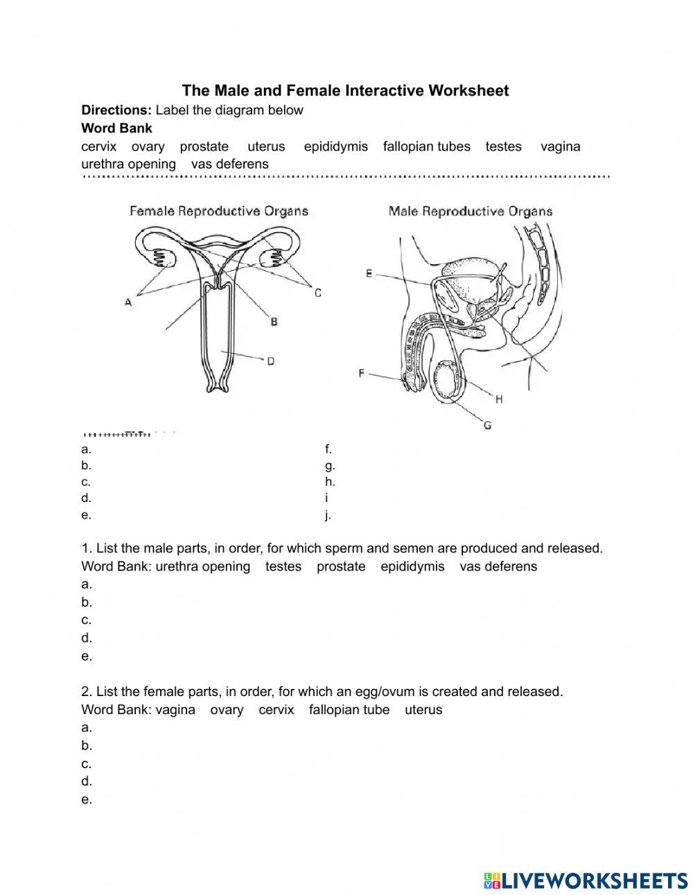 The Male and Female Reproductive Systems The Male and Female Reproductive Systems