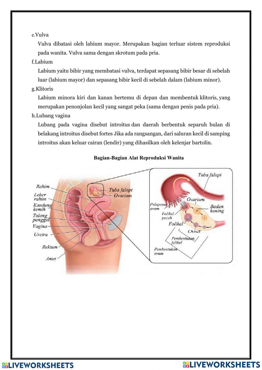 Sistem reproduksi manusia