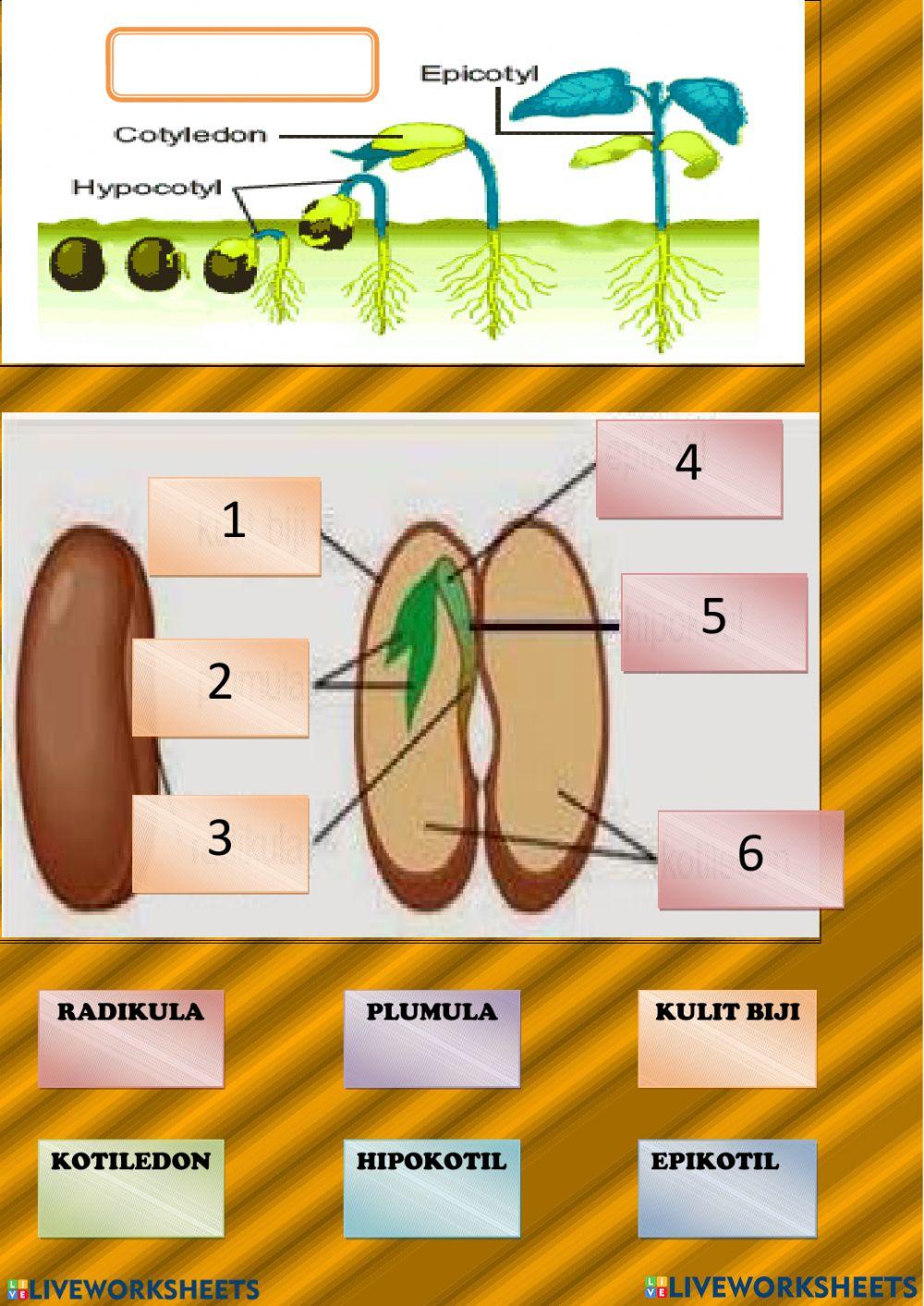 Pertumbuhan dan Perkembangan Tumbuhan