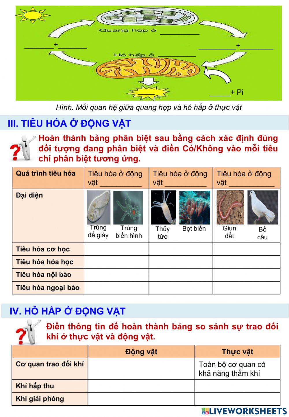 Sinh 11 - bài 22 - ôn tập chương 1