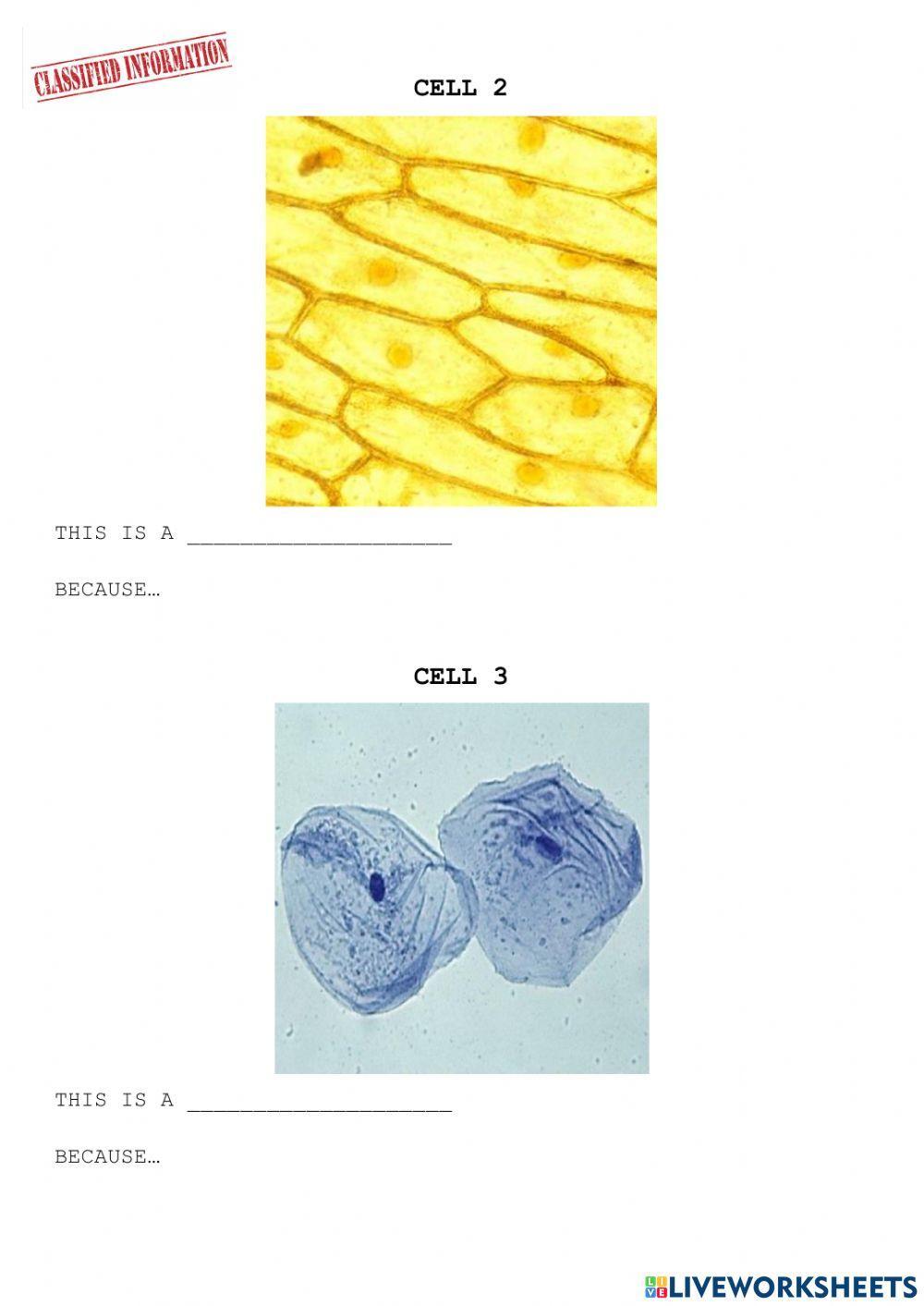 Cell recognition