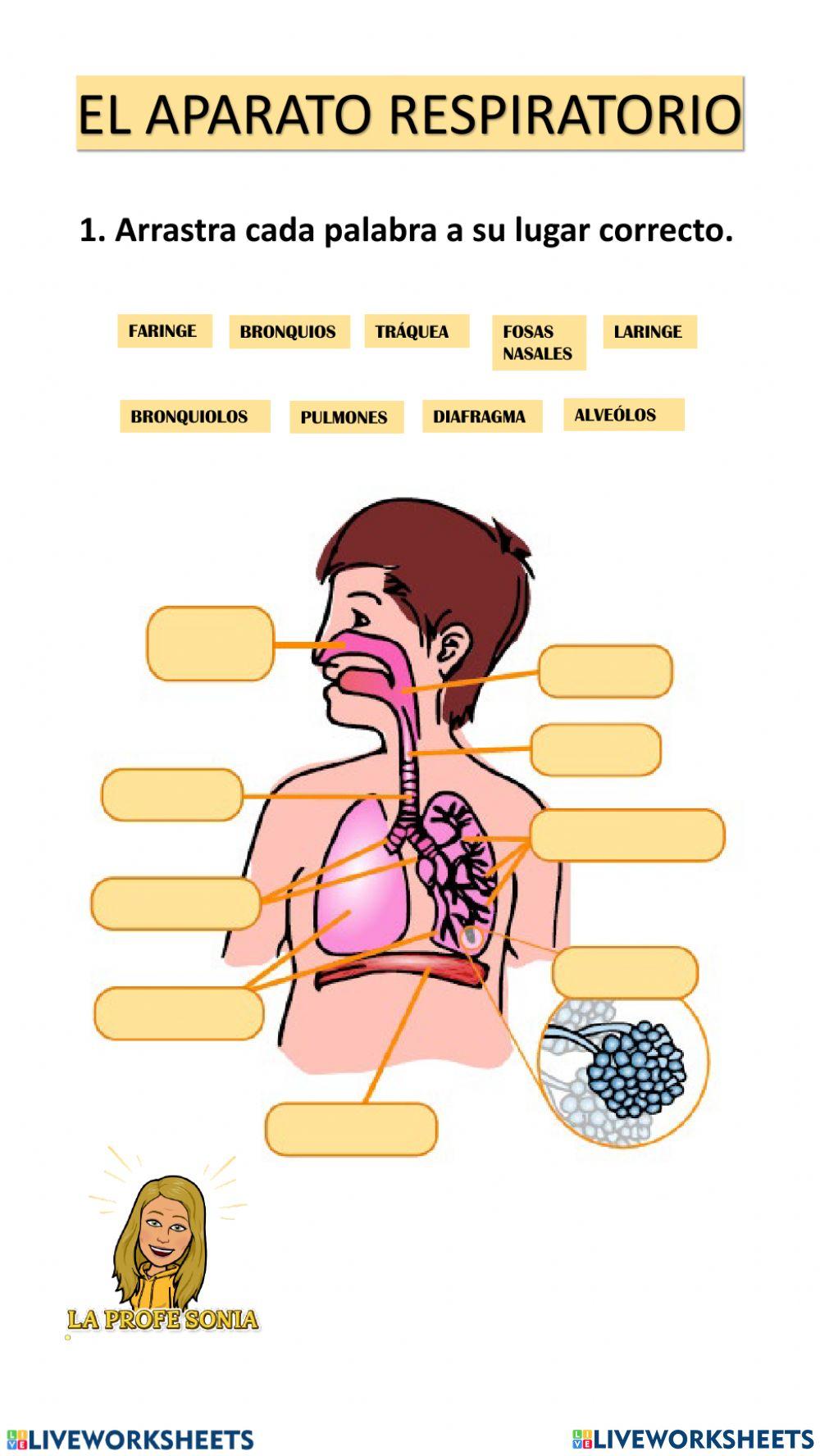 Sistema respiratorio