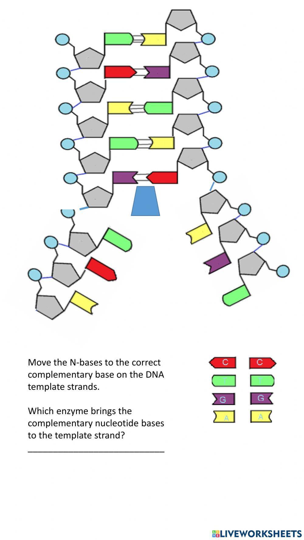 DNA and replication