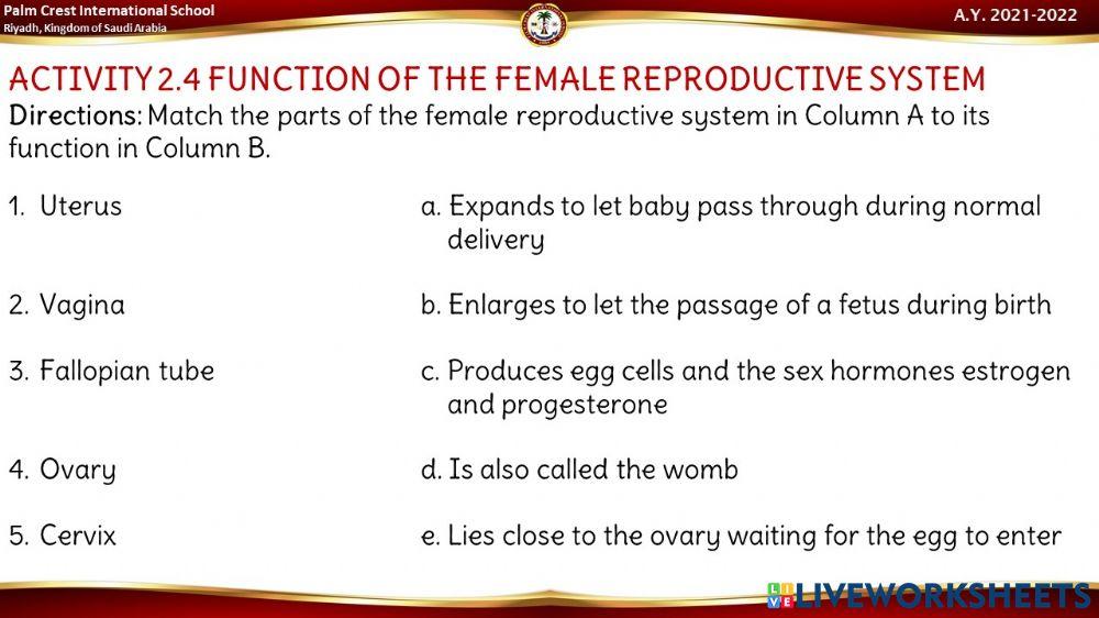 Functions of the female reproductive system