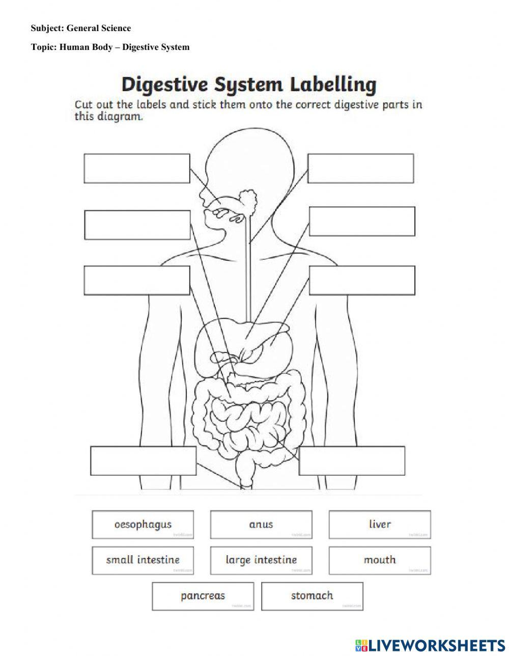 Human Digestive System online activity | Live Worksheets human-digestive-system-online-activity-live-worksheets