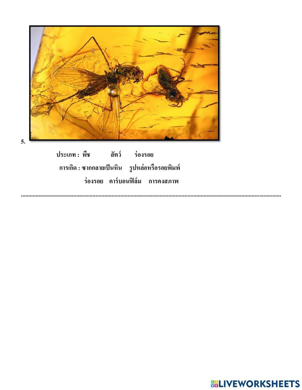 ซากดึกดำบรรพ์