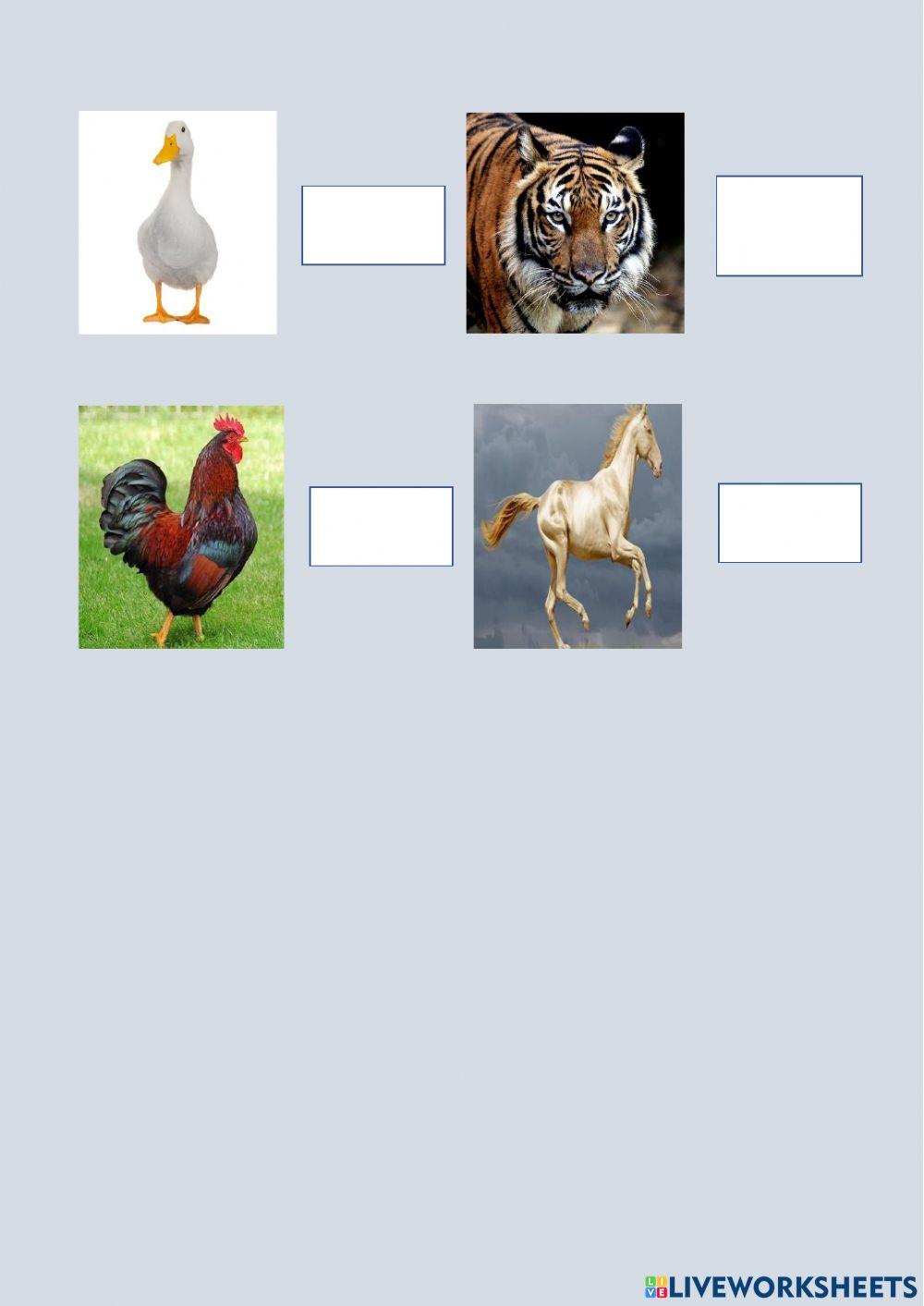 Quiz haiwan
