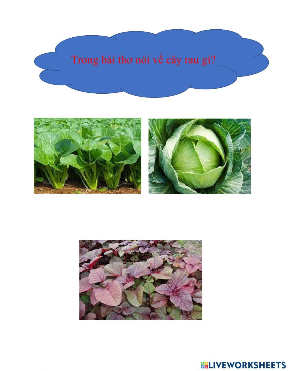 Thơ bắp cải xanh