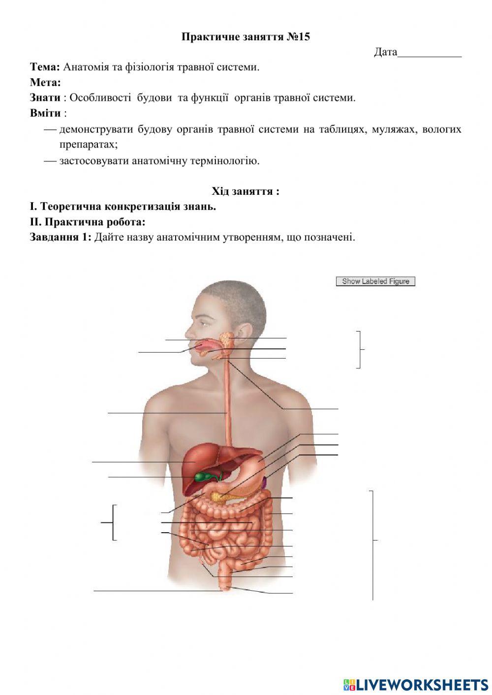 Анатомія та фізіологія травної системи