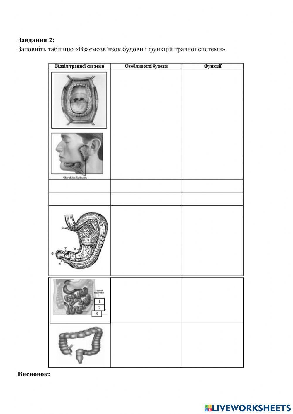 Анатомія та фізіологія травної системи