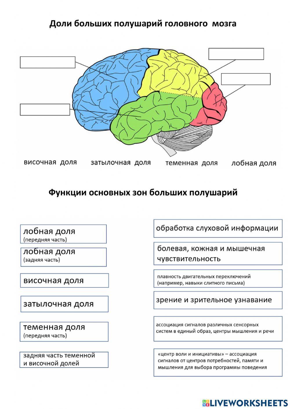 Brain (2-3)