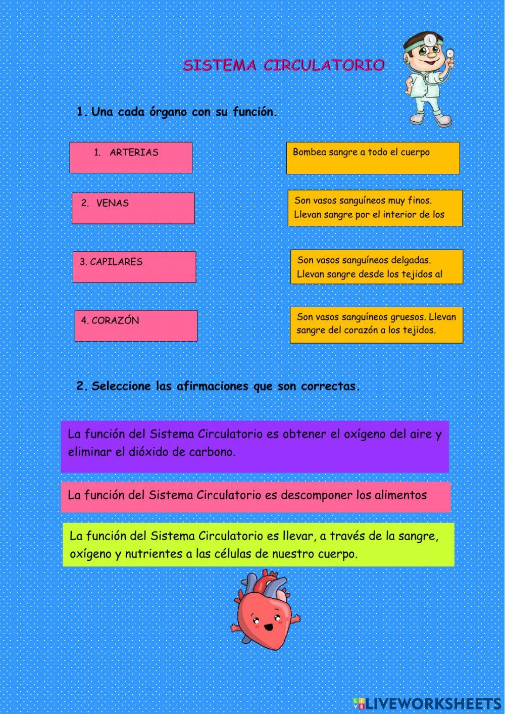 Sistema Circulatorio