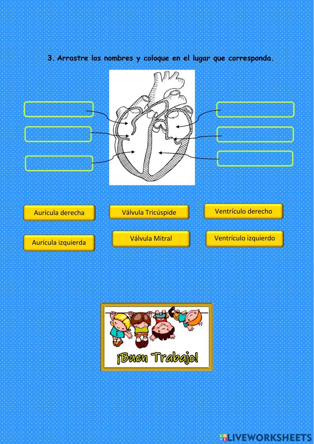 Sistema Circulatorio