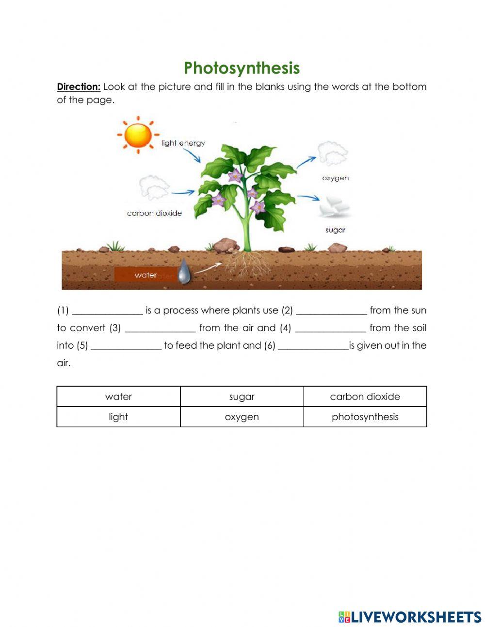 What do plants need to grow