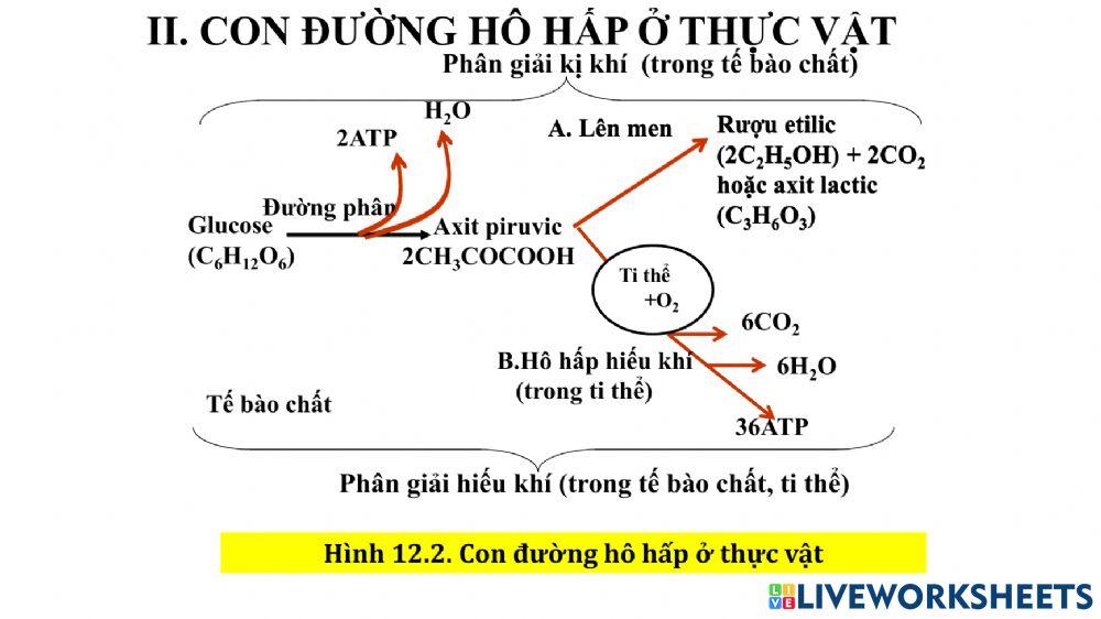 Phiếu học tập sinh 11