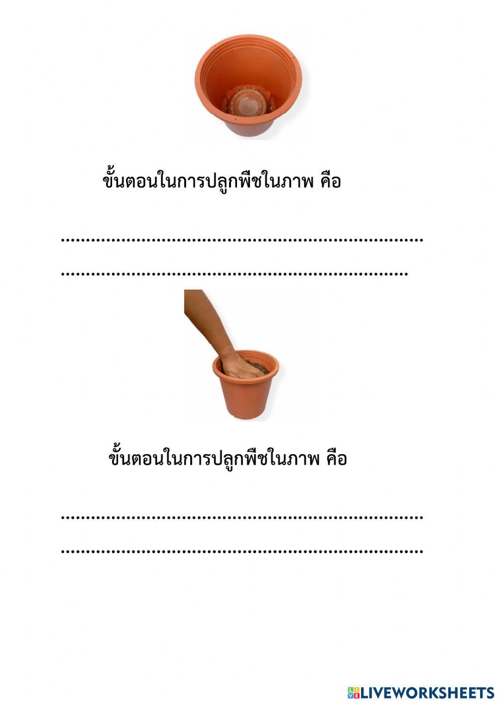 การเพาะเมล็ดในภาชนะ