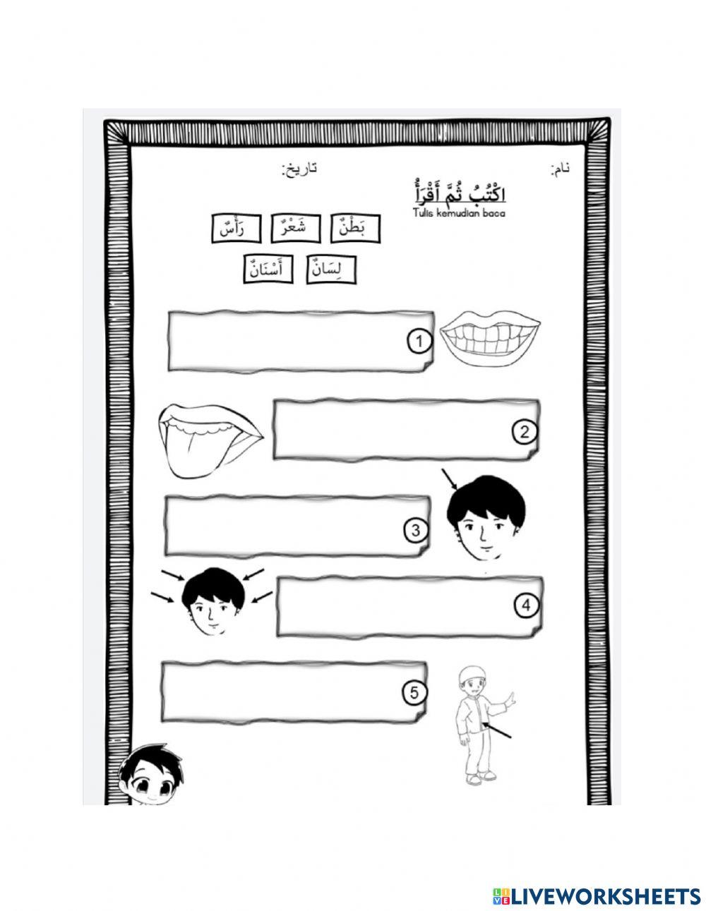 اعضاء الجسم