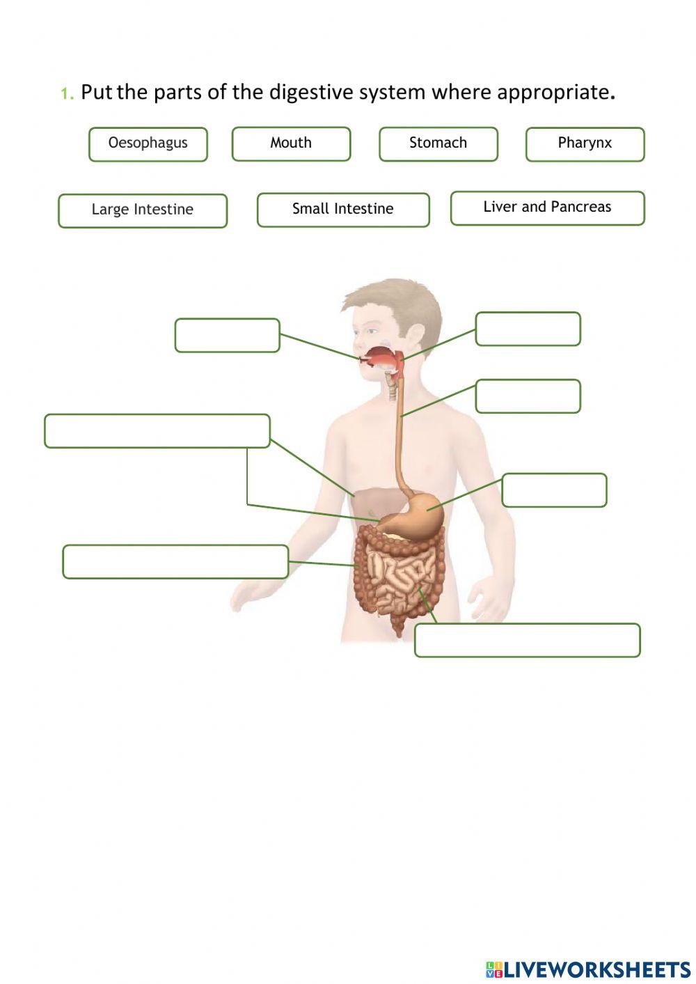 Digestive System