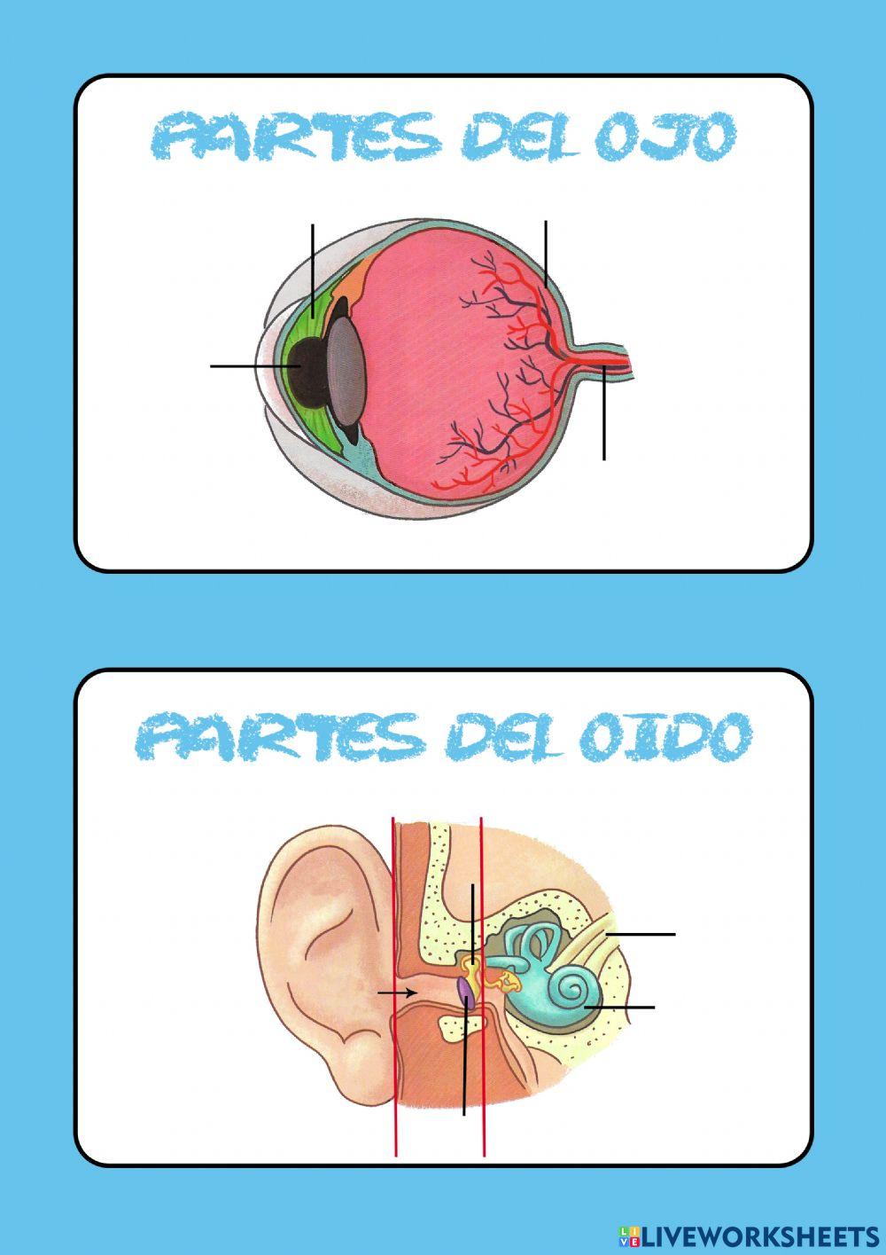 Partes del ojo y del oído