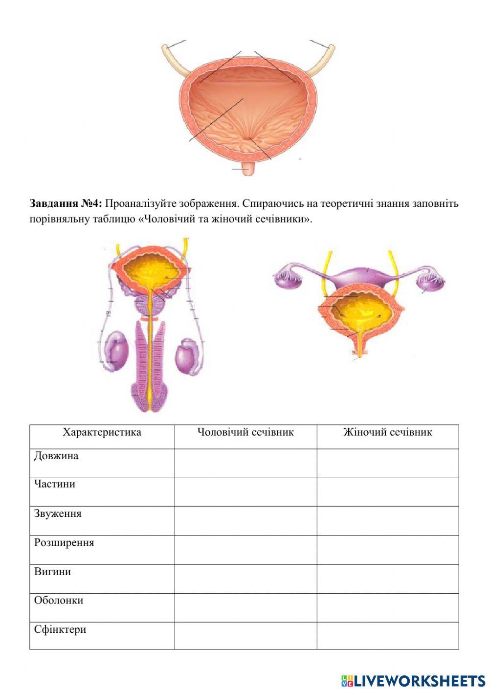Анатомія сечової системи