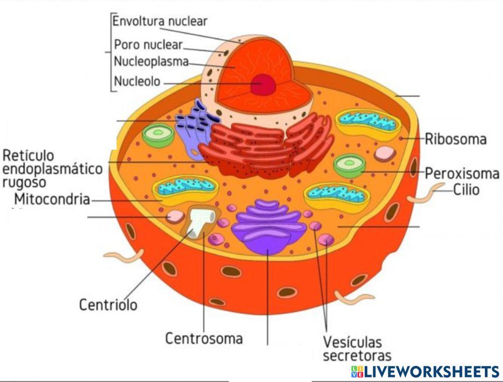 Partes de la célula online exercise for Live Worksheets