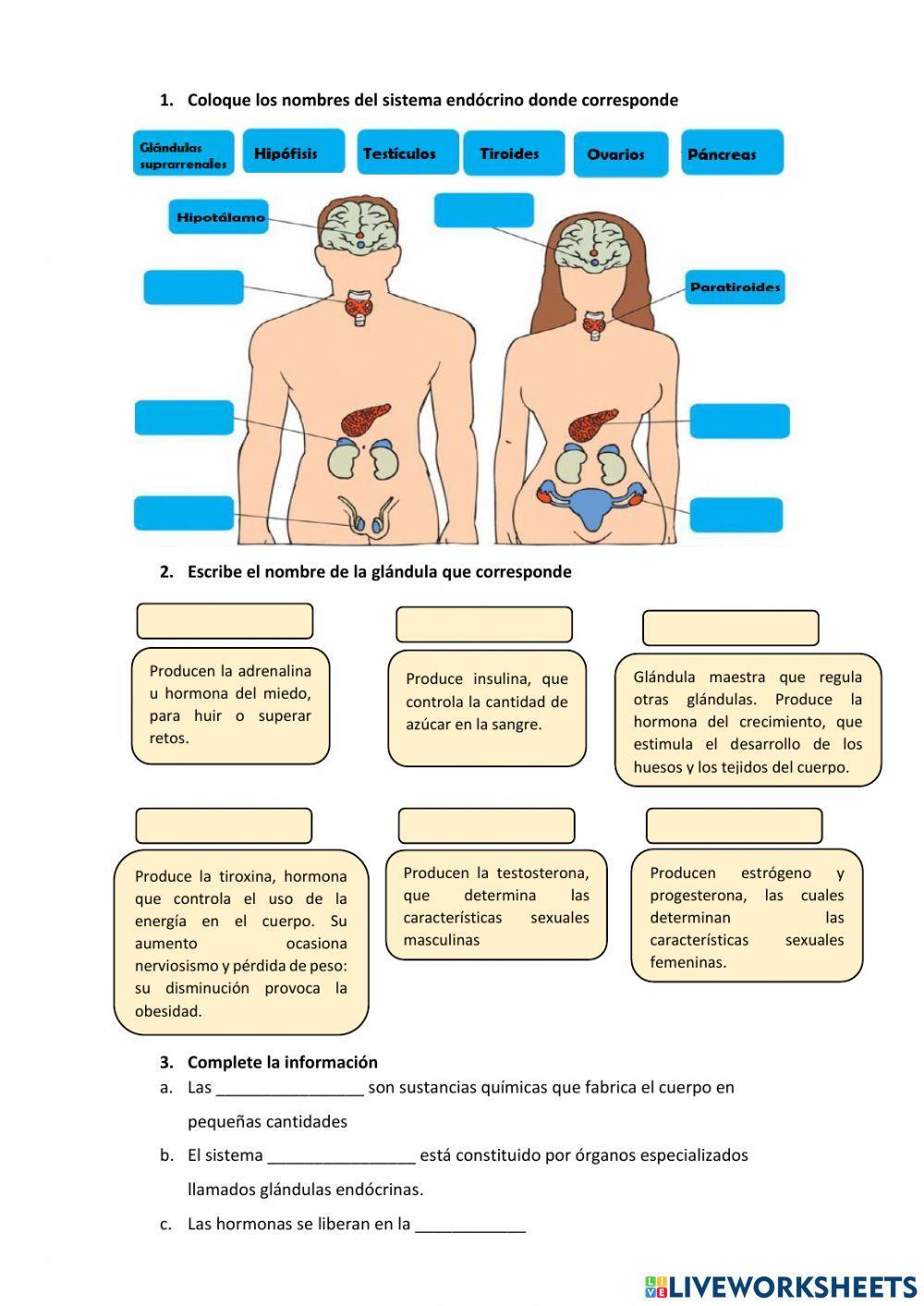 Sistemas endocrino