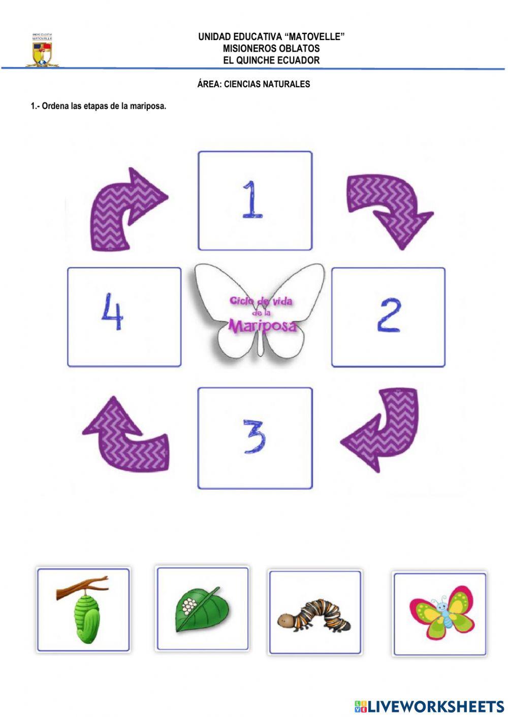 Etapas de la mariposa