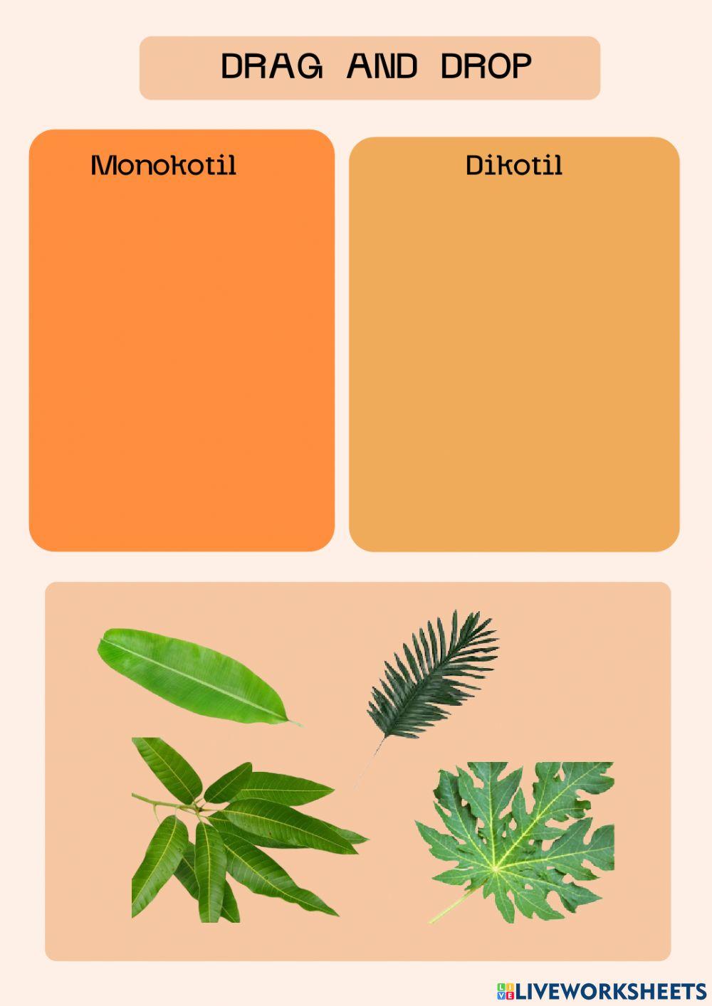 Klasifikasi Tumbuhan