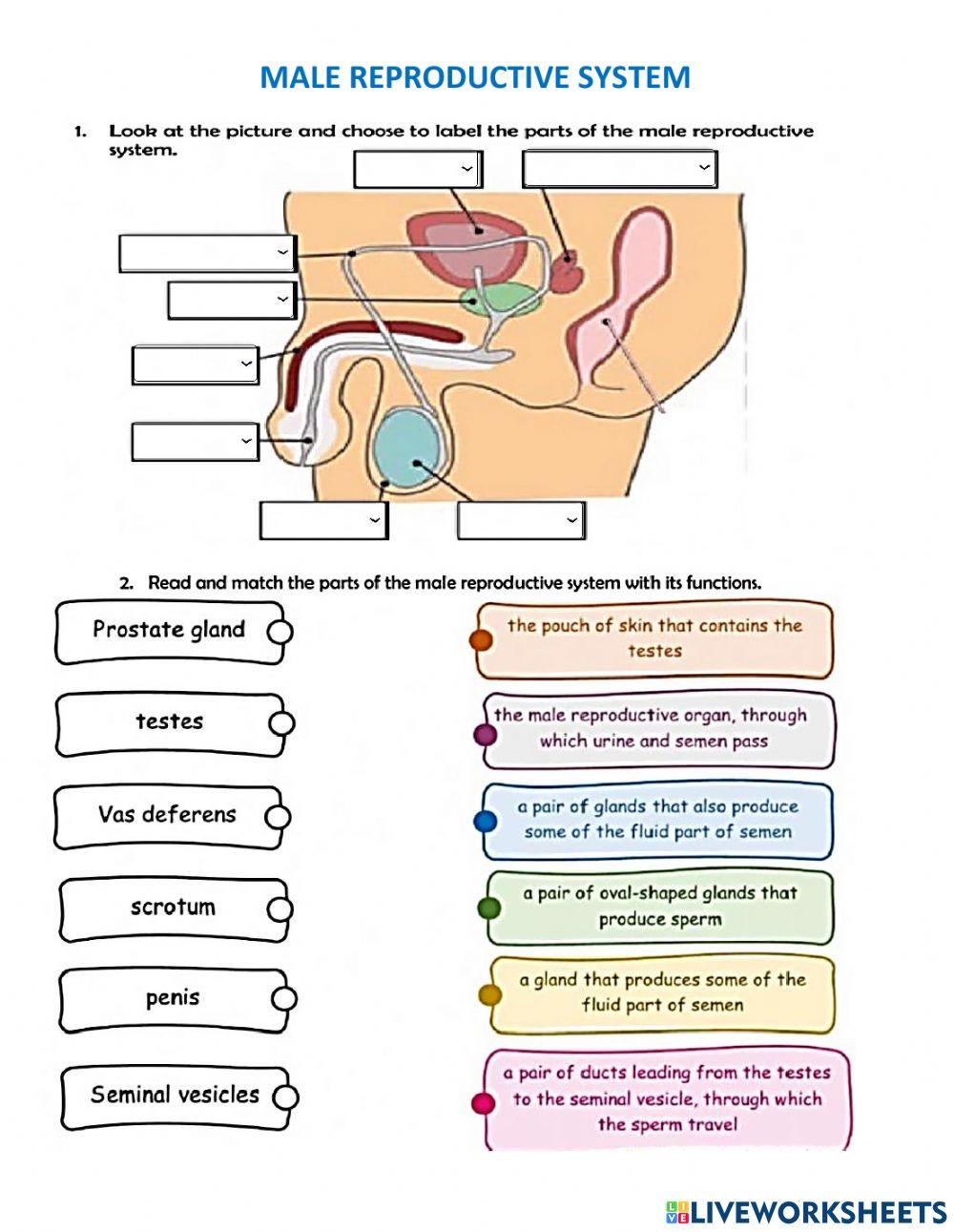 Male Reproductive System Worksheet Answer Key prntbl Male Reproductive System Worksheet Answer Key prntbl