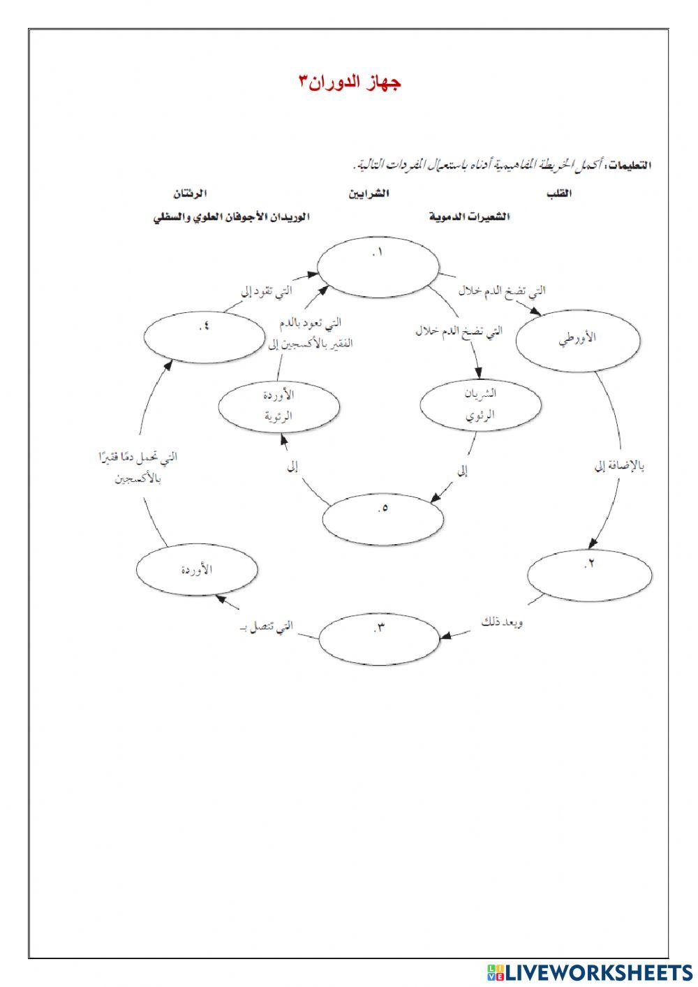 جهاز الدوران3