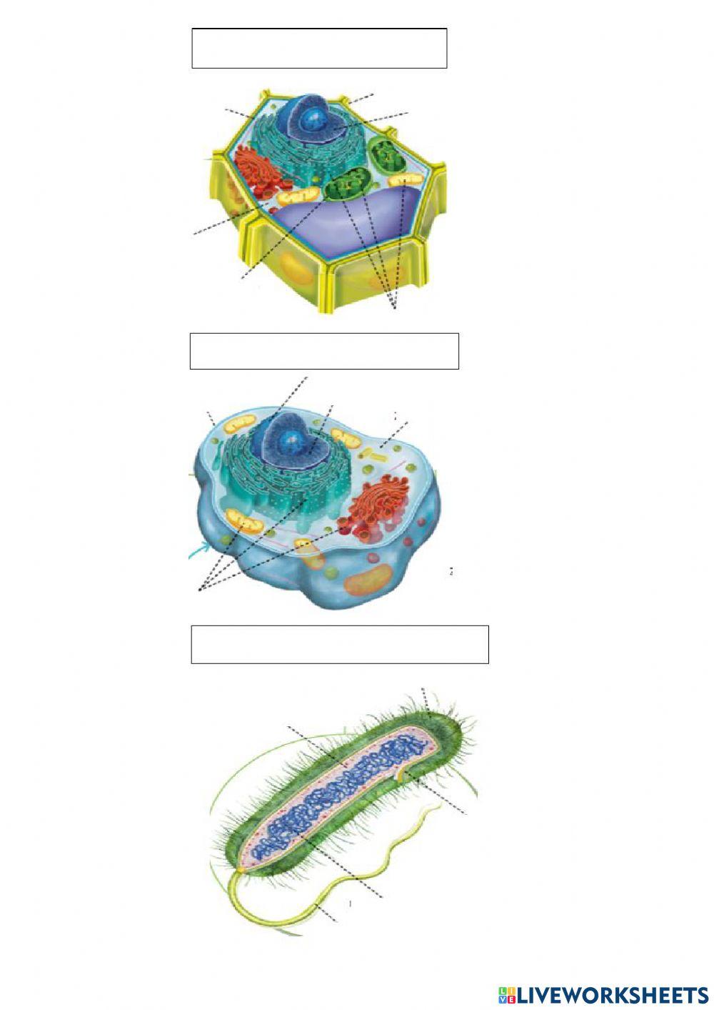 Izaki bizidunak. zelulak