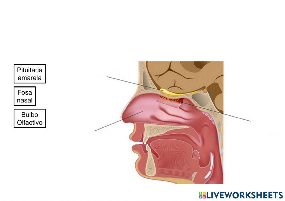 Os sentidos e o sistema nervioso
