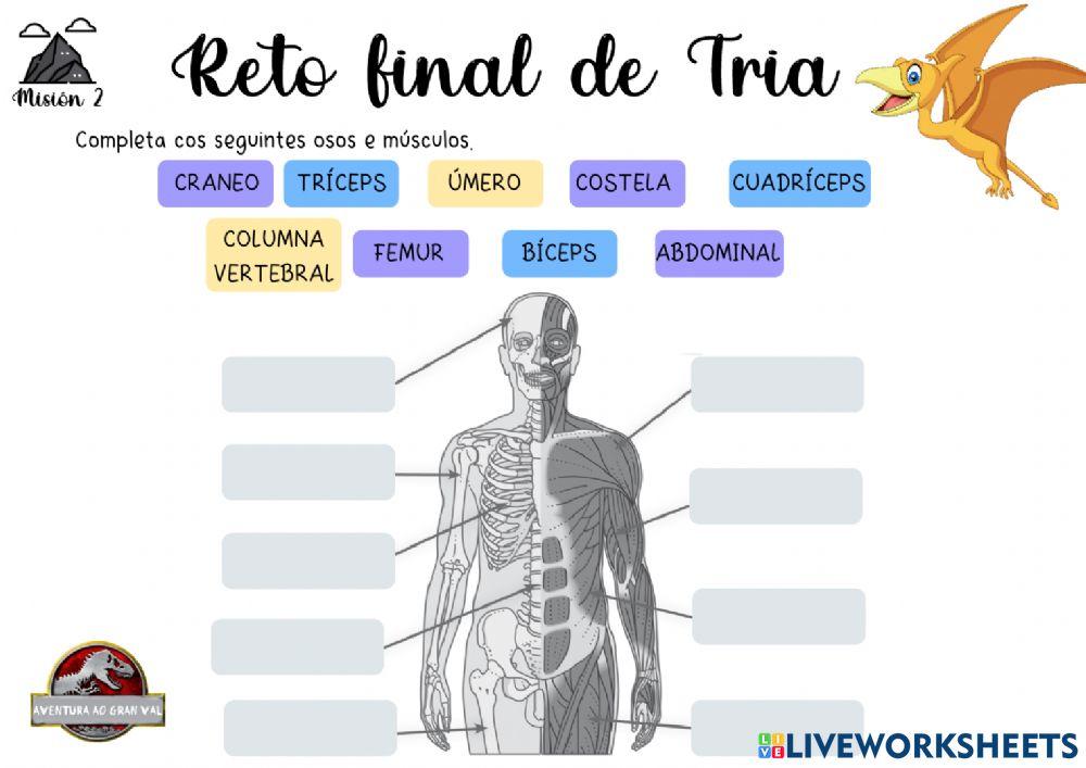 Ósos, Músculos e articulacións