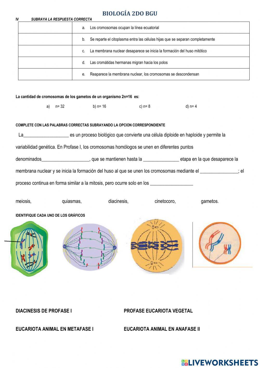 Segundo BGU ciclo celular
