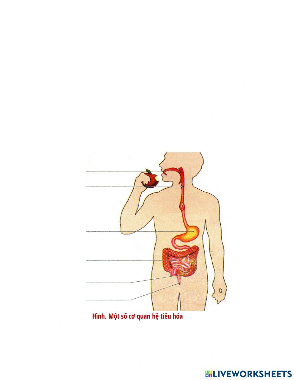Khtn 6 - bài 13 - thưc hành quan sát
