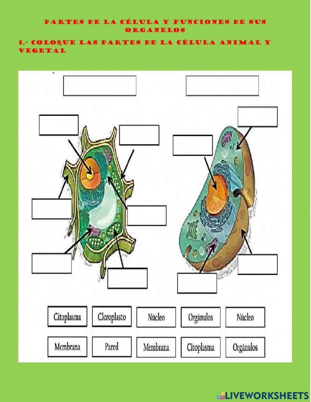 Partes de la celulas y funciones