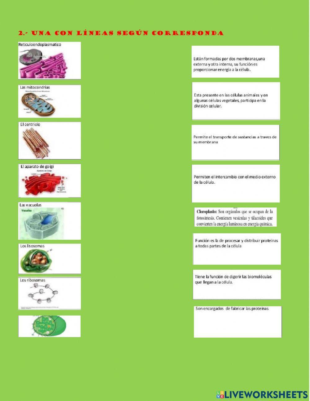 Partes de la celulas y funciones